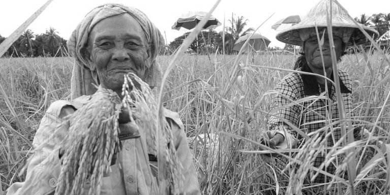 The Rice Soul- Myths, History and Folklore of RICE Beras or Nasi