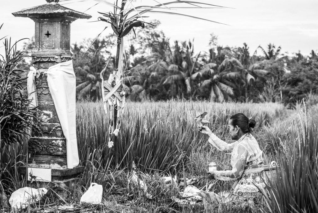INDONESIA: Myth, History and Folklore of RICE- Nasi