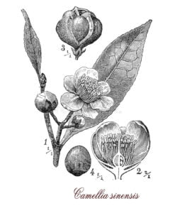 Camellia sinensis, tea