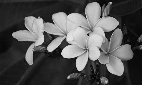earthstoriez|Legends & folklore of the Frangipani Plumeria from India, and its use.