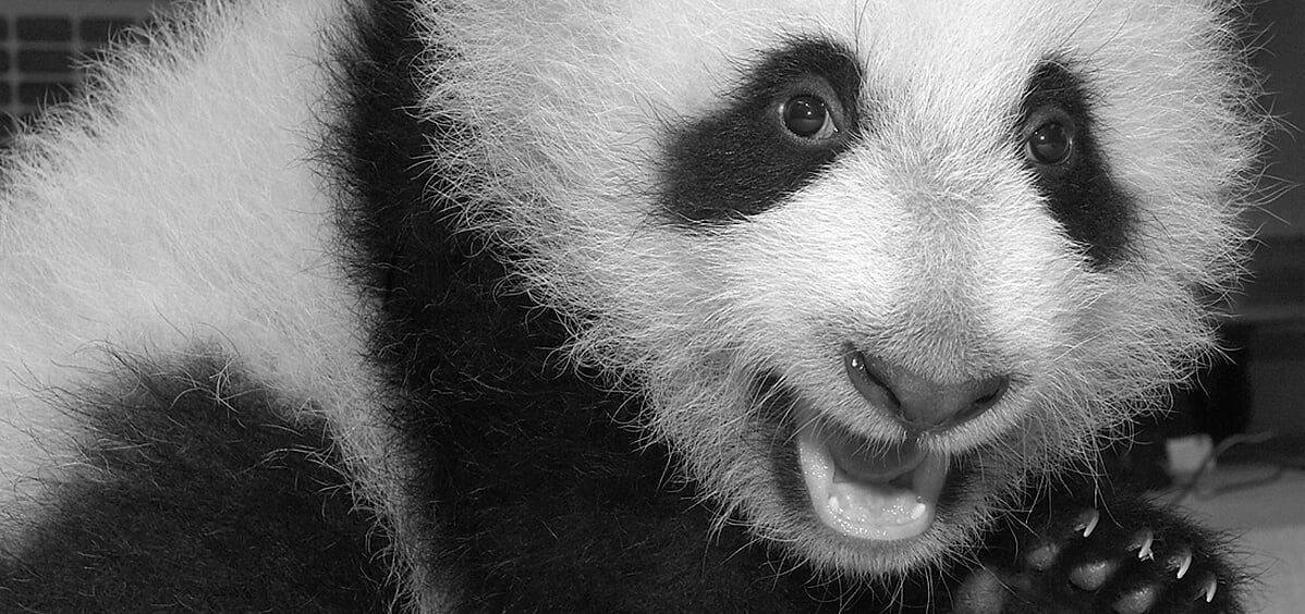 China, Sichuan Province, Chengu, Giant Panda Bear (Ailuropoda