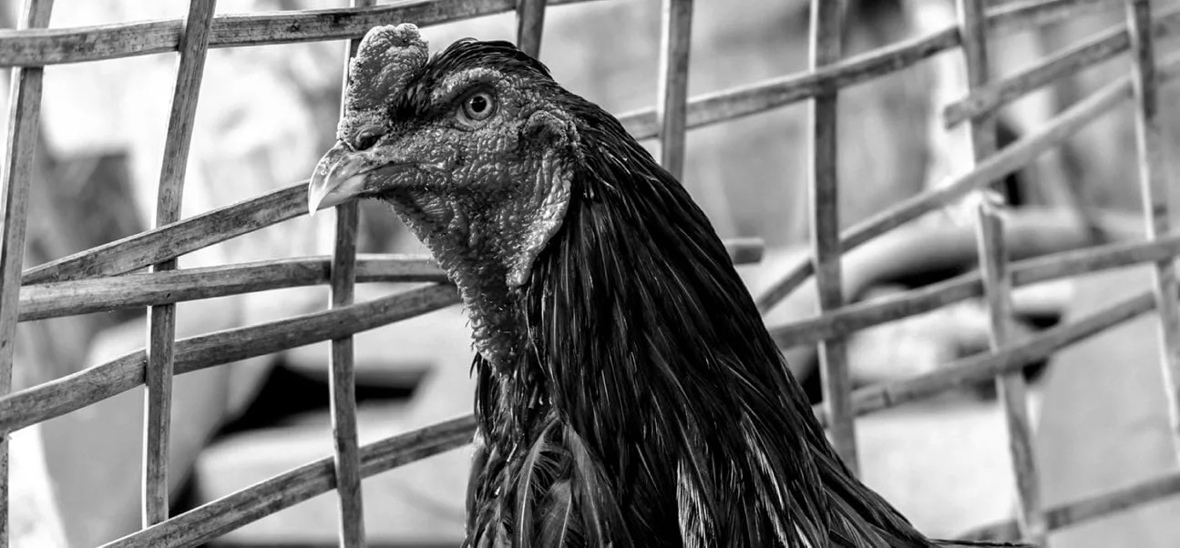 Traditional-Tajen-Cockfighting-bali-earthstoriez