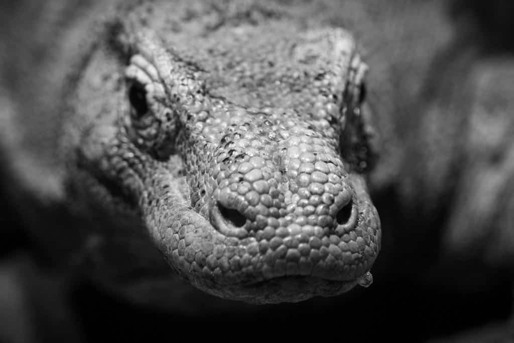 History, Myth and Folklore of the Komodo Dragon