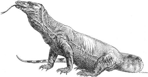 The-Komodo-dragon-Varanus-komodoensis.-Illustration-by-Christopher-Healey