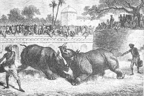 There be Unicorns- Myth & Folklore of the One-horned rhinoceros