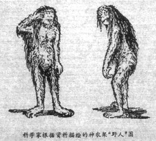 Chinese drawing of the yeren, dated 1986