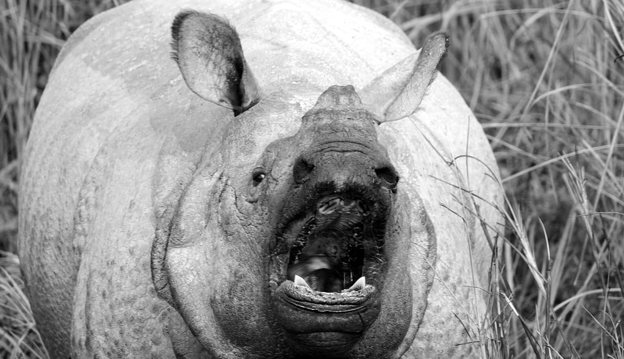 Aggressive rhino at early winter morning hours, Kaziranga national park