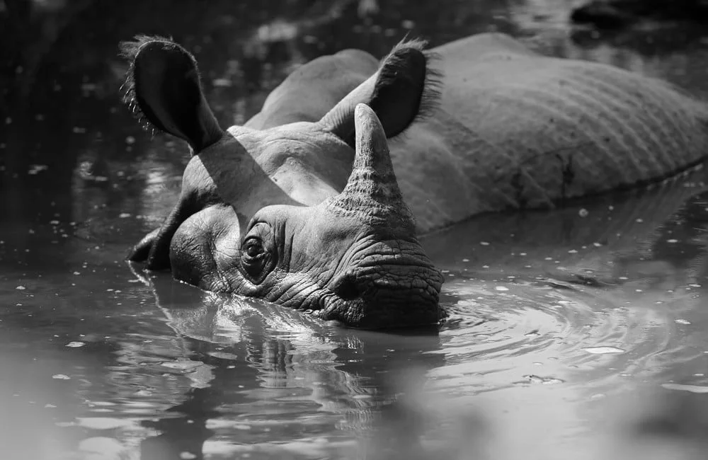 INDIA | NEPAL: There be Unicorns – Myth & Folklore of the One – horned rhinoceros