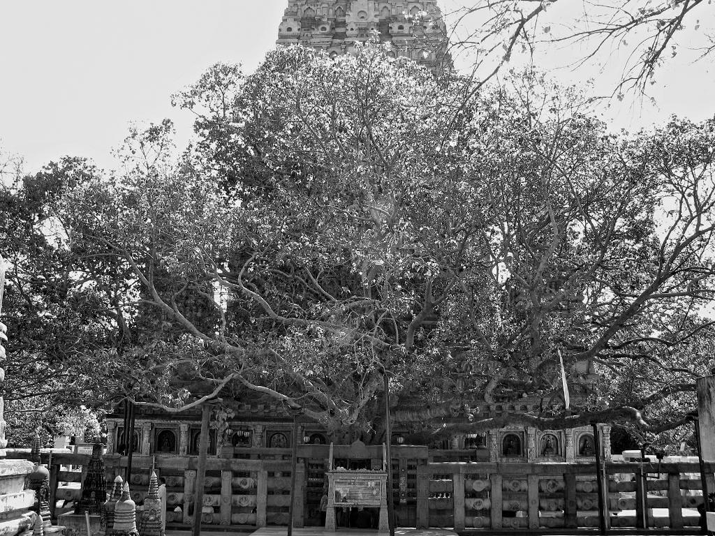Bodh Gaya where Buddha sat for enlightenment under the Maha Bodhi Tree