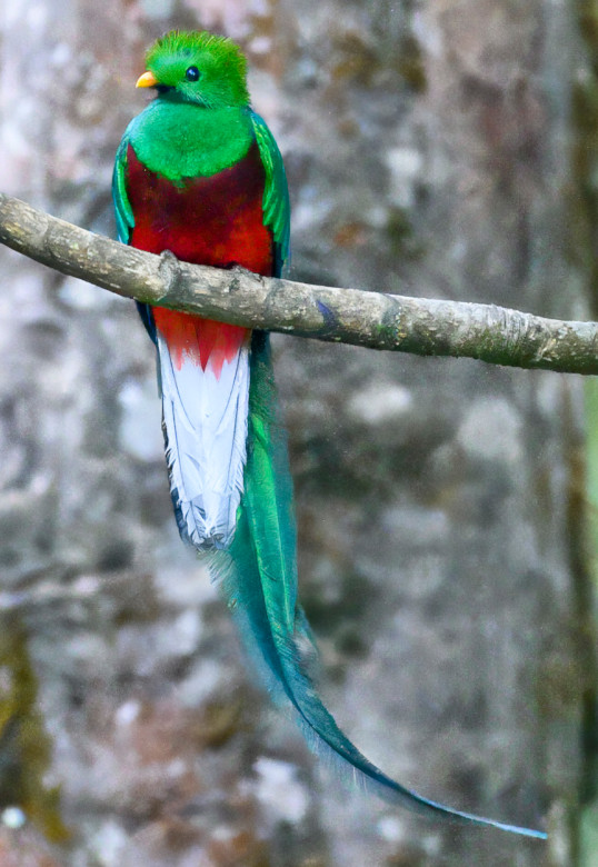 Resplendent quetzal, Pharomachrus mocinno