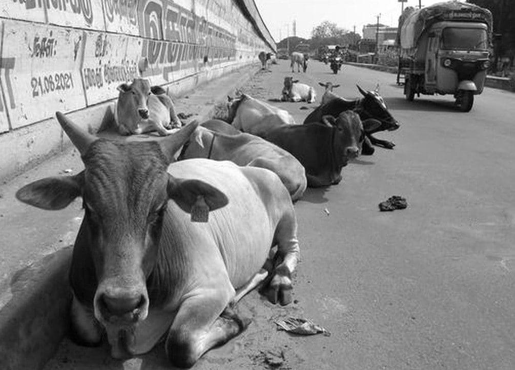 Cows With Cowbells Run In The Herd On Forested Roads In The