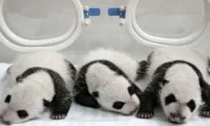 china-panda-history-mythology-Newborn-giant-panda