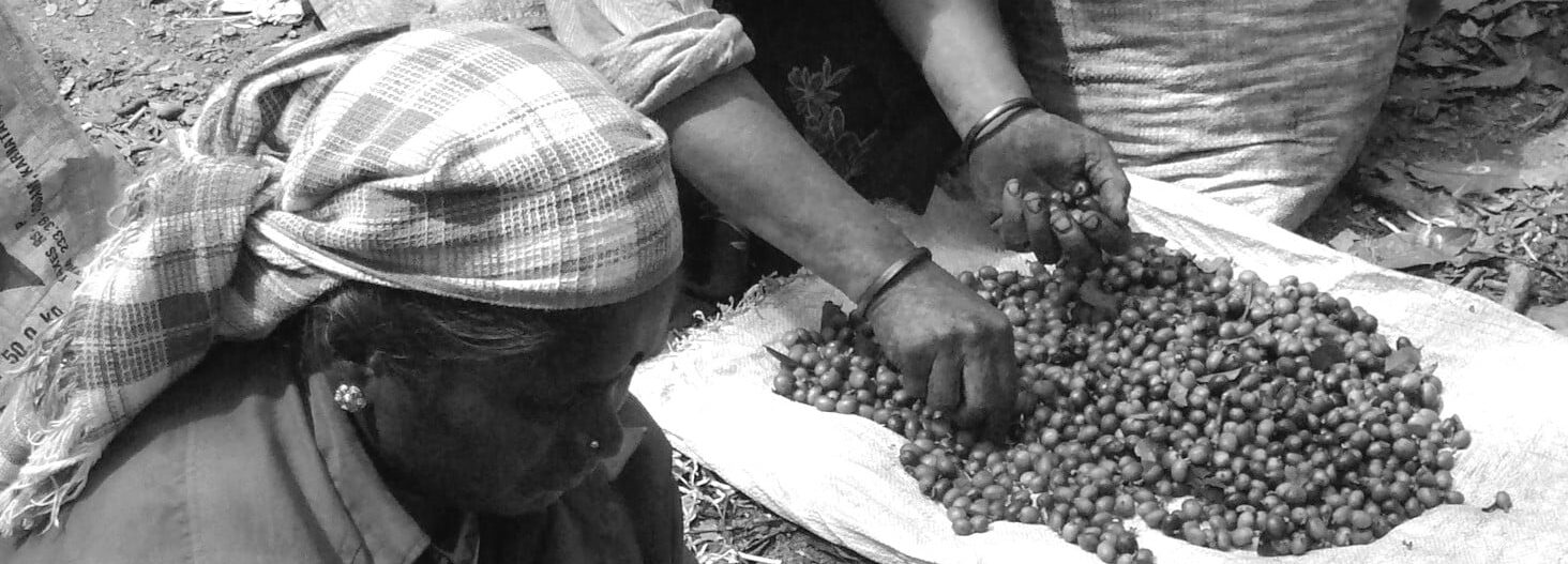 File source: https://commons.wikimedia.org/wiki/File:Coffee_berries_harvest_in_Anaimalai_Hills,_Southern_Western_Ghats_P1110958.jpg