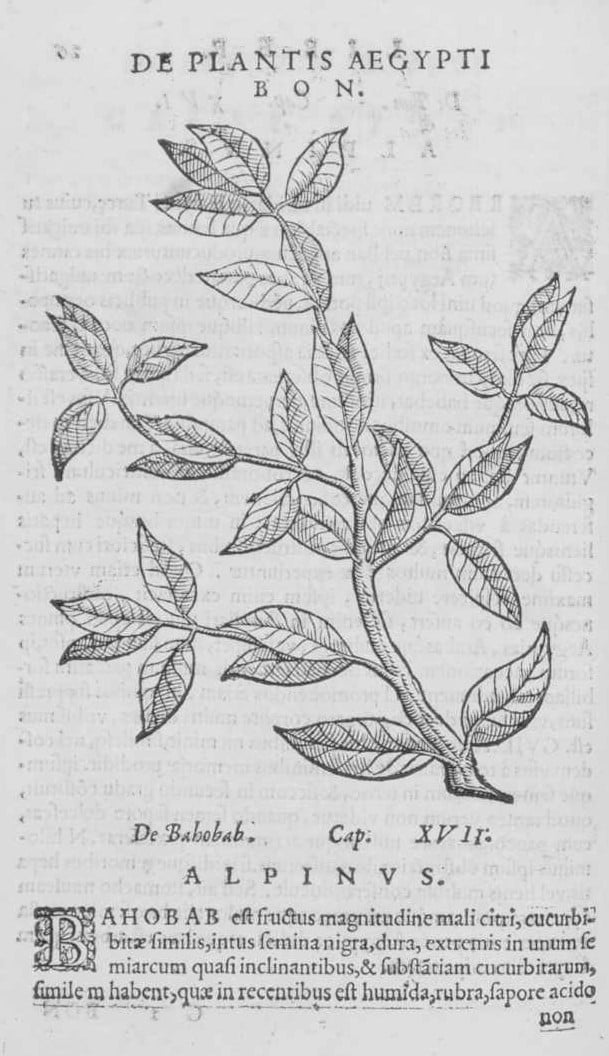 Representation of a-branch of "Bon" from the "De plantis Aegypti" Prospero Alpino.
