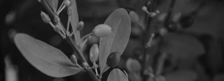 Coca_Erythroxylum_coca_en_Meta_Colombia_1-768x278.jpg.webp