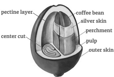 Anatomy of the coffee fruit
