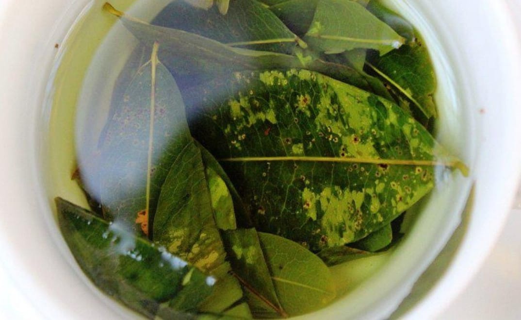 Infusion (mate) based on Coca leaves.