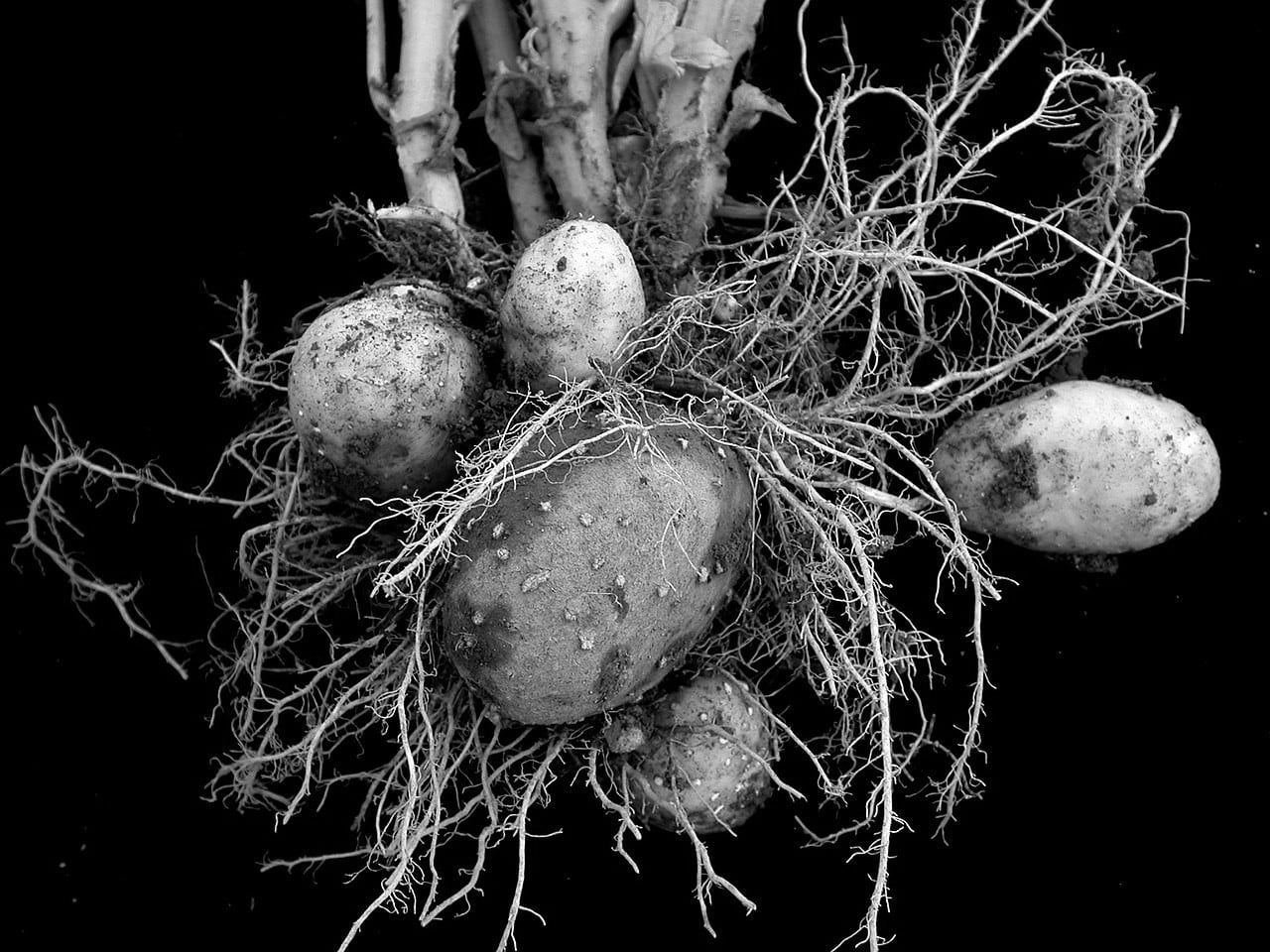 Potato rhizomes and tubers.