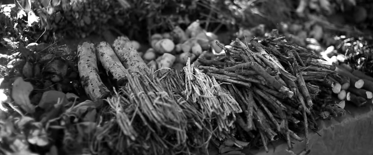 Herbs used in terere, a traditional drink of Paraguay