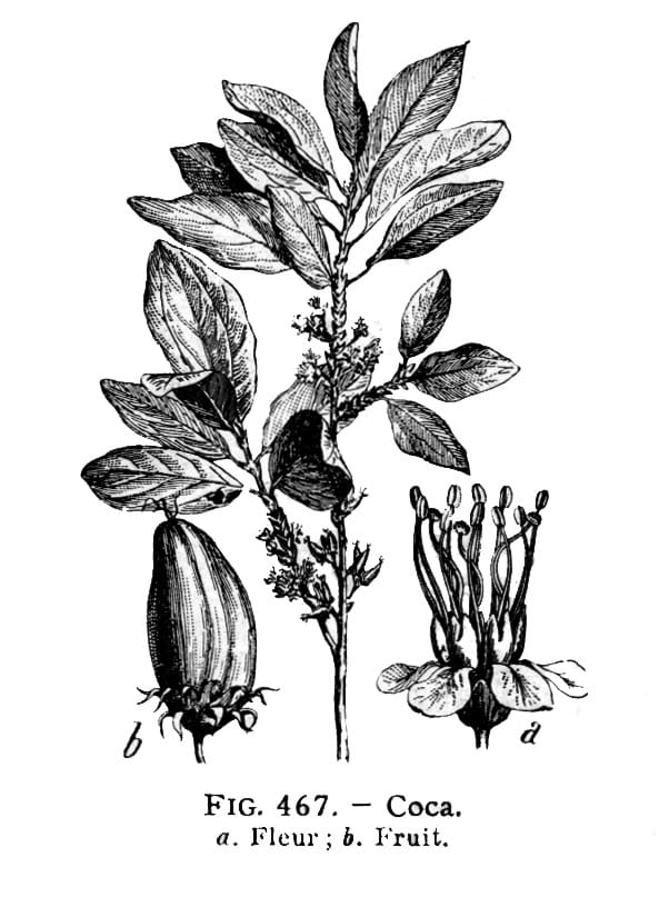 Erythroxylum coca. Larousse Medical Illustré, Paris, 1912. Public domain.