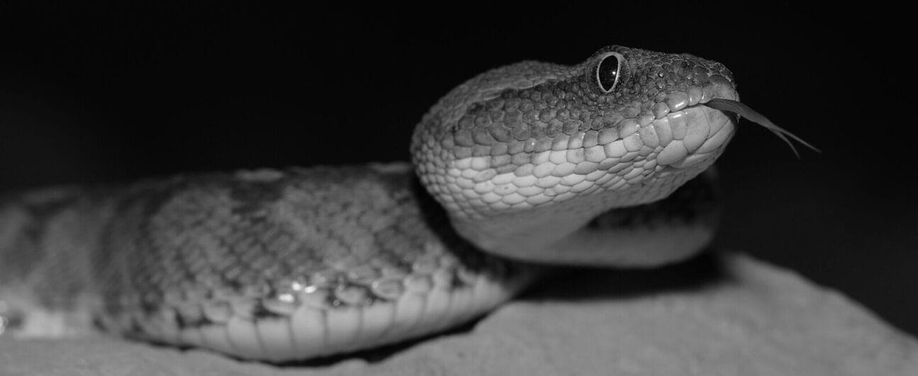 Oman Carpet Viper (Echis omanensis).