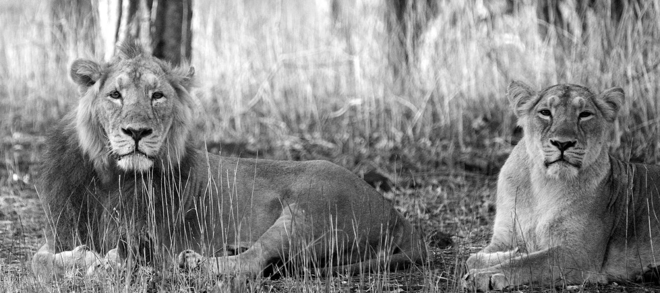 Lions at Gir Forest National Park Lions at Gir Forest National Park