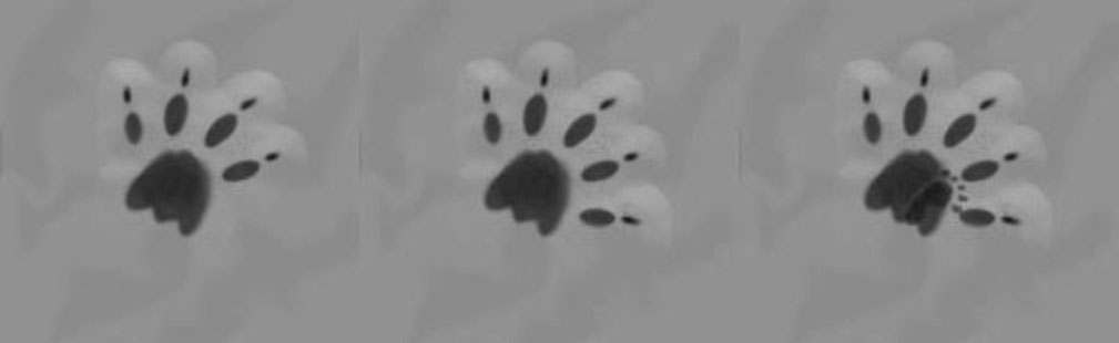 Artist’s rendition of a normal tiger pawprint (left), five-clawed (middle), and with tiny human print (right). Artwork by Bridget Sarsen.