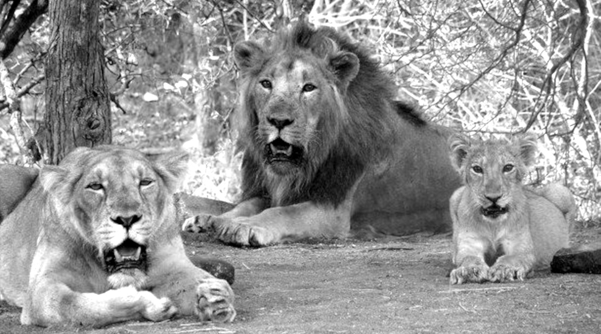 Asiatic lion family at Gir forest Asiatic lion family at Gir forest