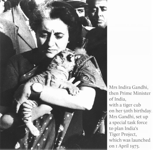 Former Prime Minister of India, Smt. Indira Gandhi with a tiger cub on her 50th birthday.  From the back cover of the book, ‘Indira Gandhi, A Life in Nature’, by Jairam Ramesh.