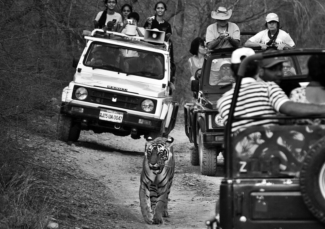 Tiger finding its way through a throng of vehicles. 