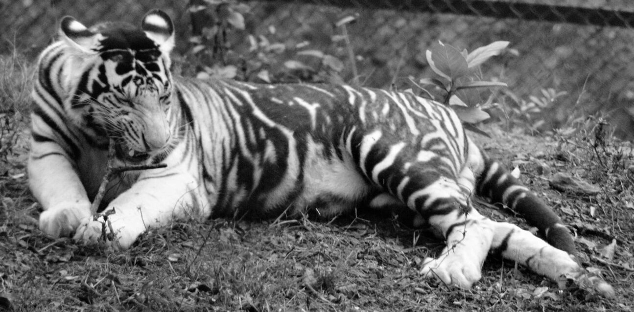 This photo is of a White Tiger sharping its jaws taken at Nandankanan Zoological Park,Place-Bhubaneswar, State-Odisha, INDIA
