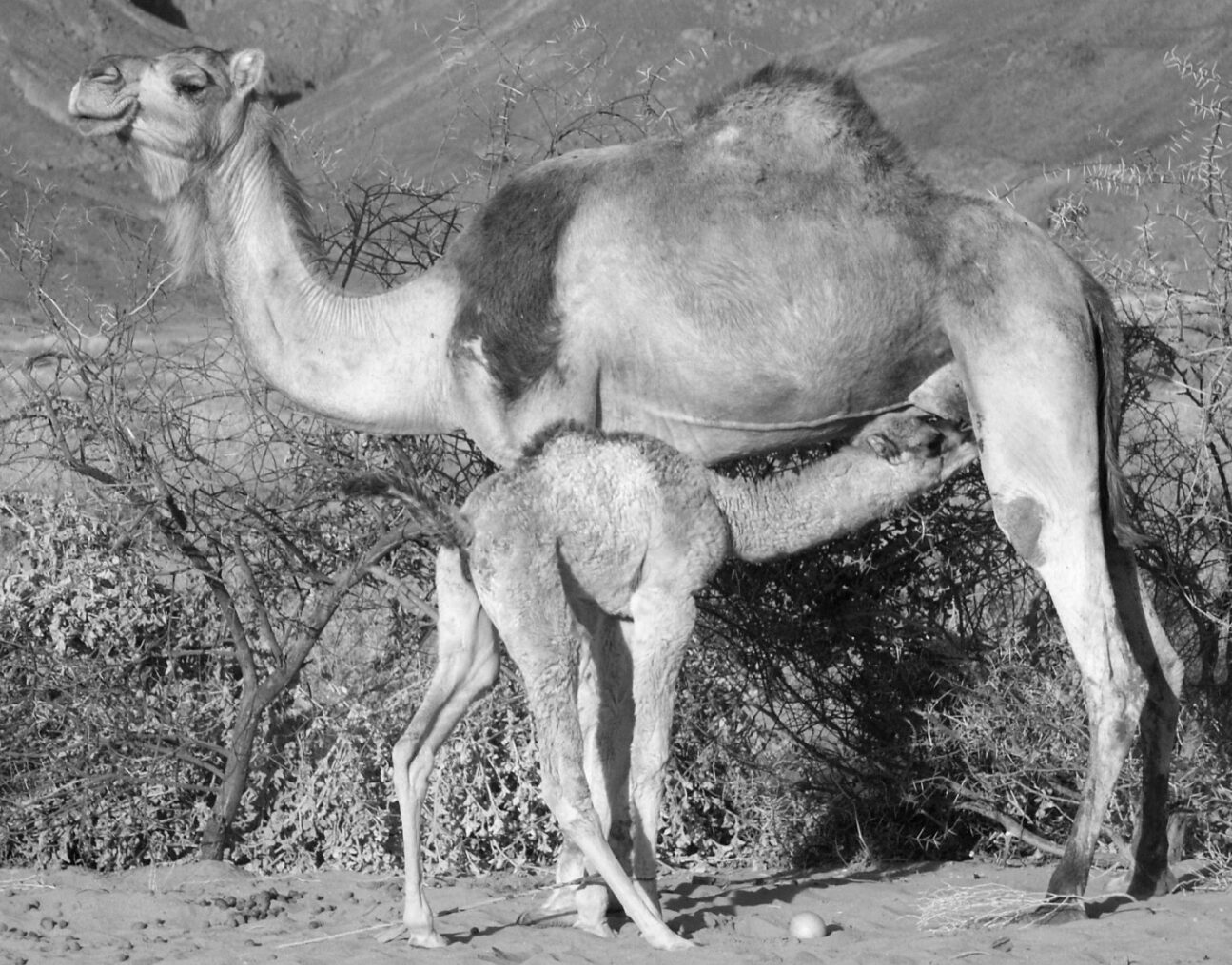 Camelcalf-feeding