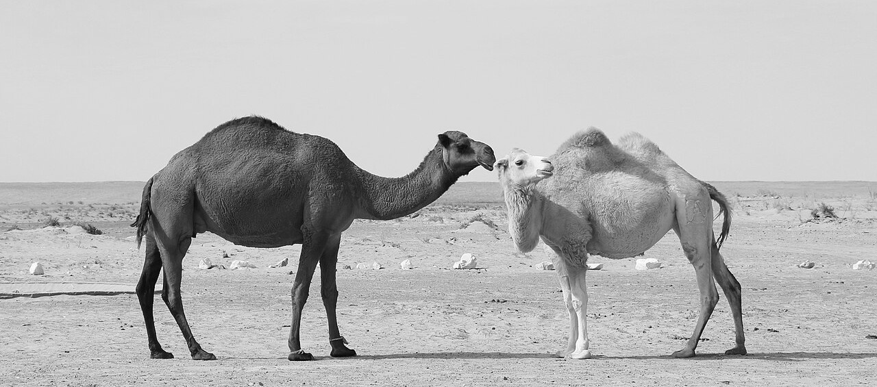 Dromadery_and_bactrian camel
