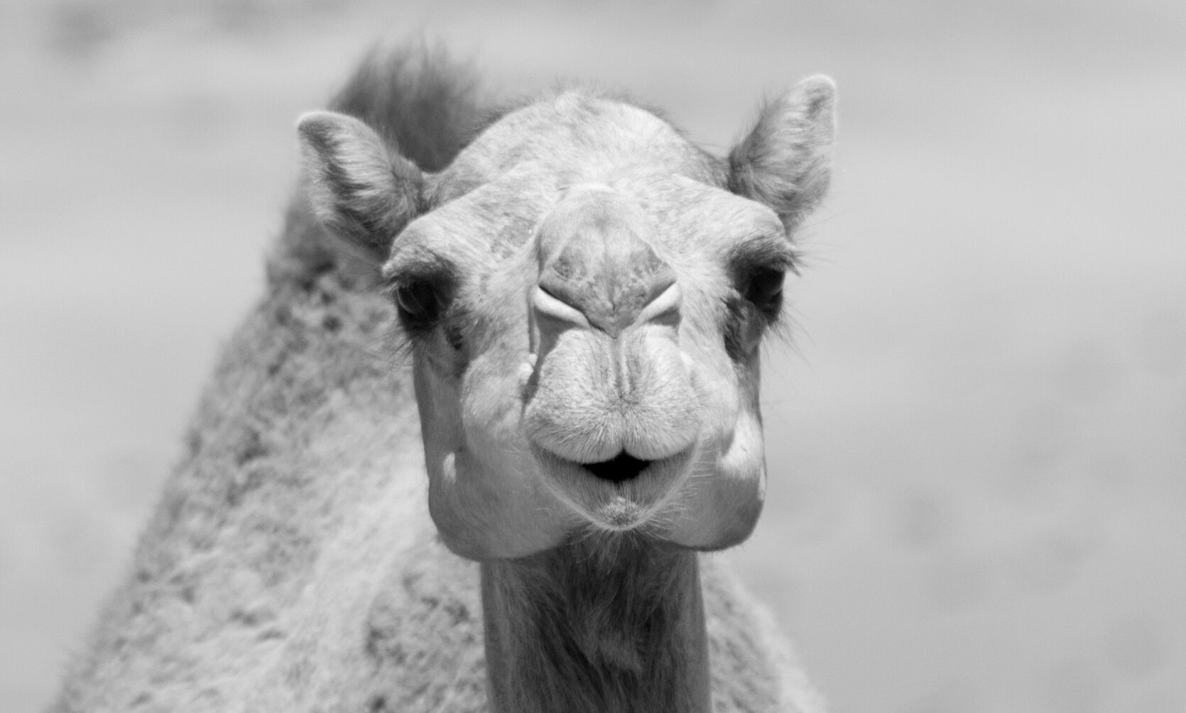 Dromedary_Wahiba_Sands