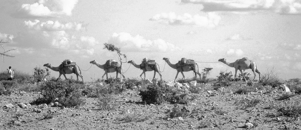Rural Life - Camels used as transportations