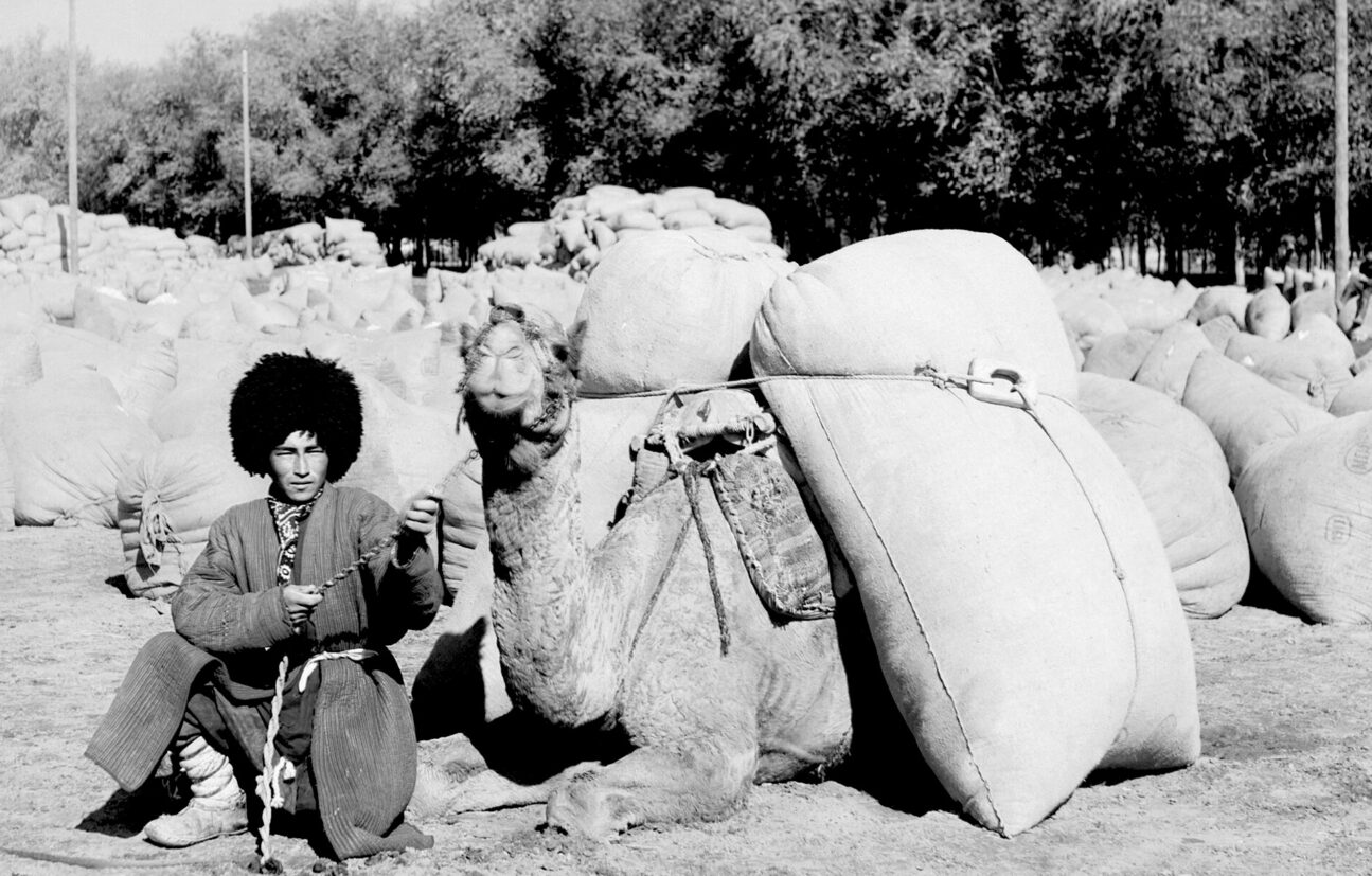 Turkmen man posing with camel loaded with sacks, probably of grain or cotton, Central Asia. The photograph was taken by Sergei Mikhailovich Prokudin-Gorskii between 1905 and 1915. The sacks in the background are thought to contain grain or cotton.