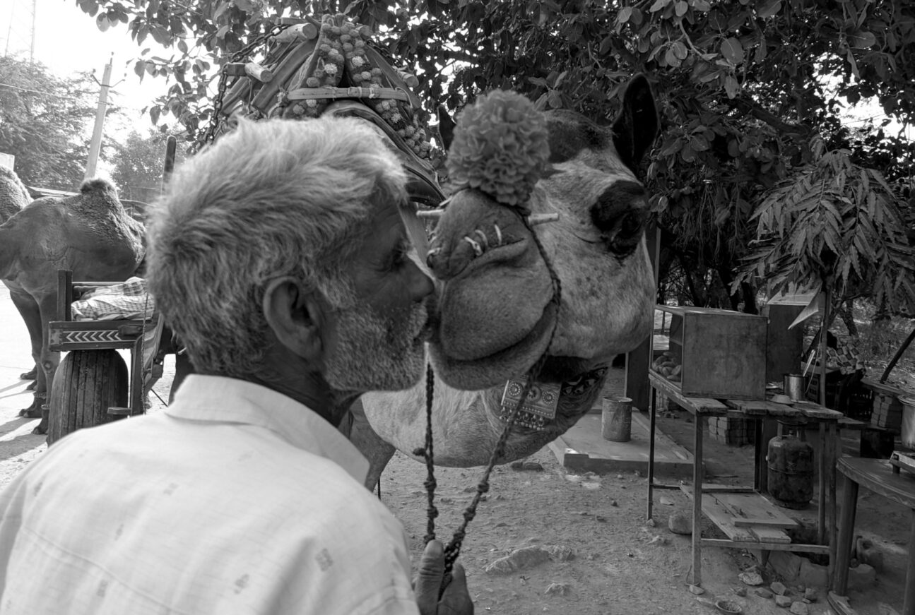 Camel fair Pushkar Rajasthan India