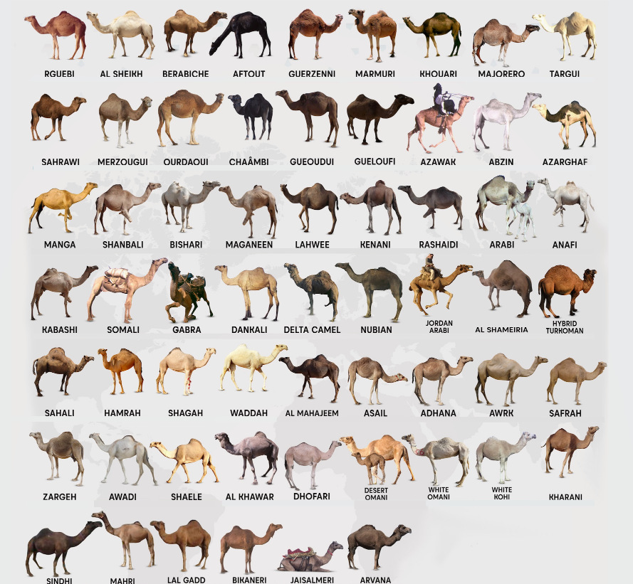 Bactrian and Dromedary camel phenotype biodiversity
