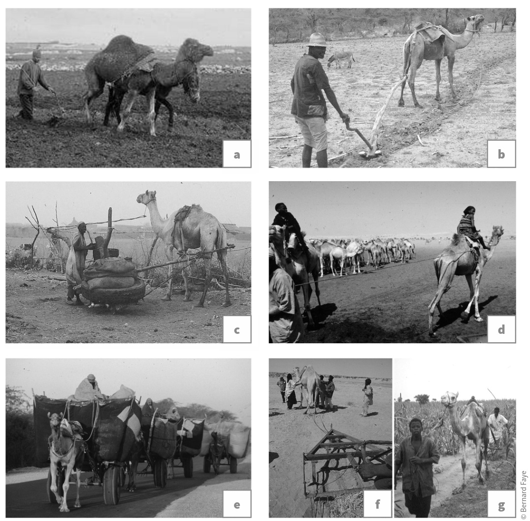 Use of camels for (a) ploughing in Morocco, (b) ploughing in Ethiopia, (c) work in sesame oil mills
in the Sudan, (d) water extraction in the Niger, (e) carting agricultural goods in India, (f) harrowing firewalls in the Niger and (g) hoeing millet fields in the Niger