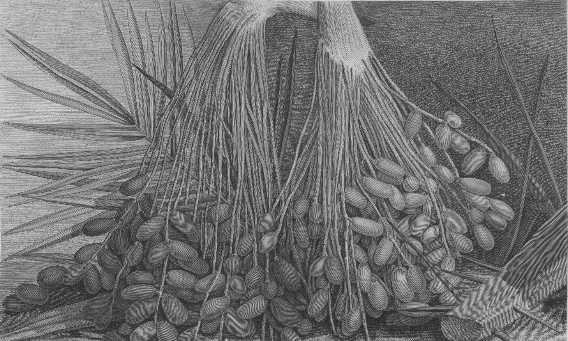 Botanique._Palmier_dattier_Phoenix_dactylifera_Détail_de_la_fructification