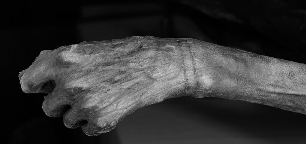 This bracelet-like tattoo adorns the wrist of the 5,300-year-old Iceman. Photograph © South Tyrol Museum of Archaeology-EURAC.