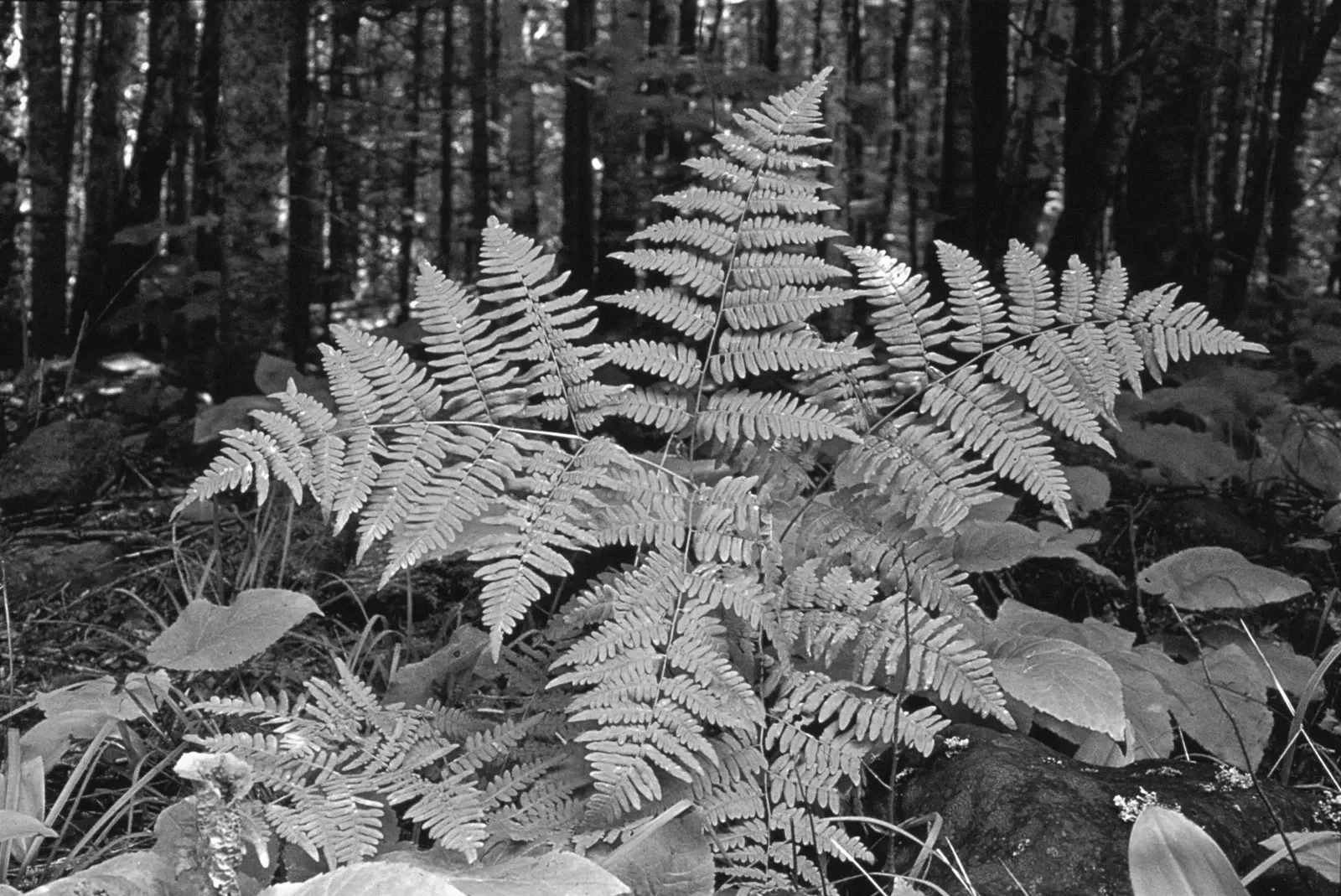 Bracken fern (Pteridium aquilinum)