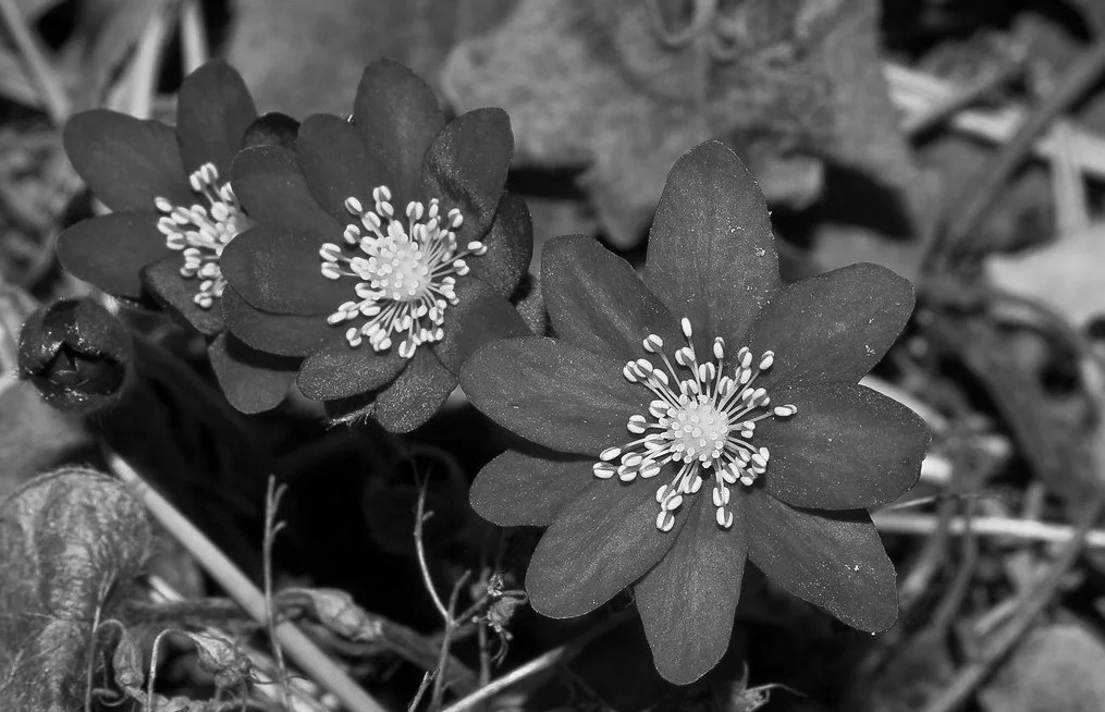 Liverwort (Anemone hepatica)